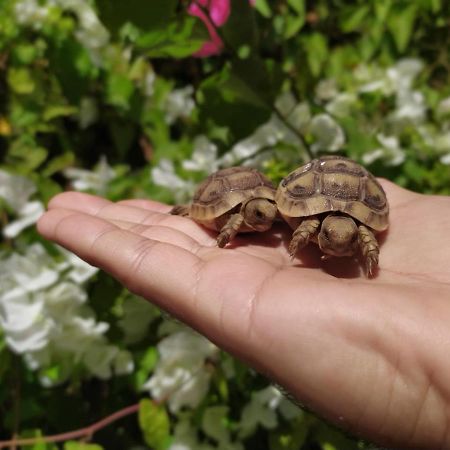 Lotus Turtle Garden Eilat Apartment Bagian luar foto