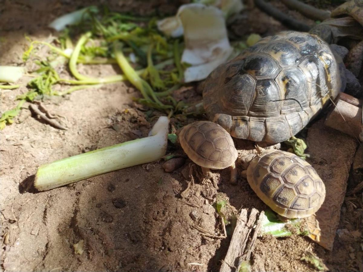Lotus Turtle Garden Eilat Apartment Bagian luar foto