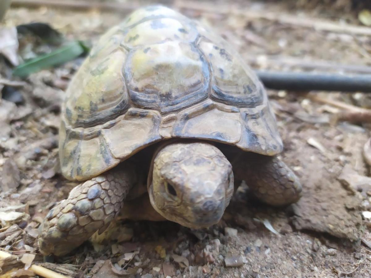Lotus Turtle Garden Eilat Apartment Bagian luar foto
