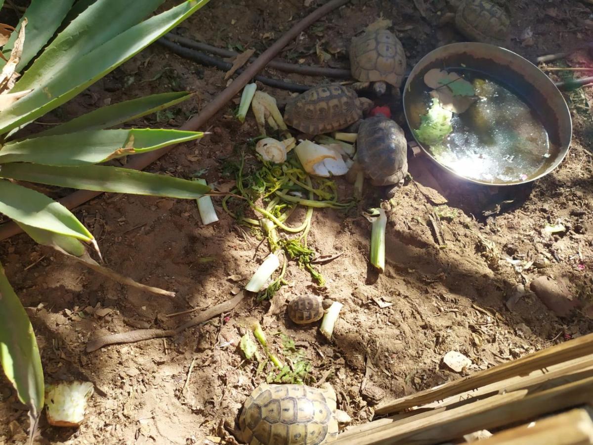 Lotus Turtle Garden Eilat Apartment Bagian luar foto